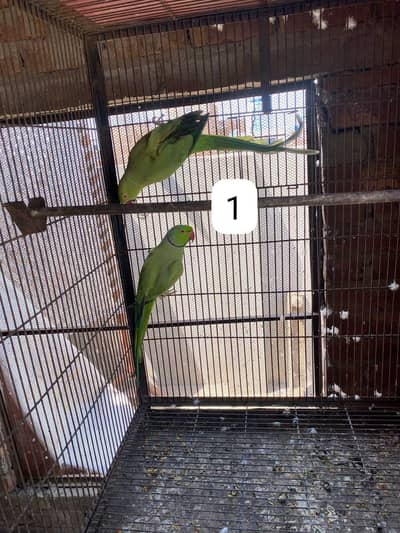 Ring nack breeder pair *311*79*000*1*2