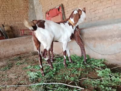 Bakra eid animal