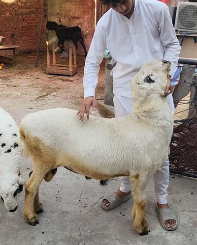 Chatra , dumba  or bakra  (2 dant)