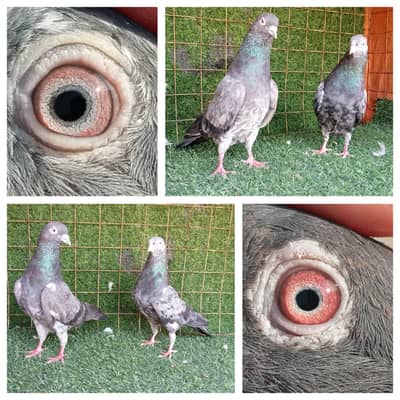 qaisd and fancy pigeonn. . . read full add. . 03201447384