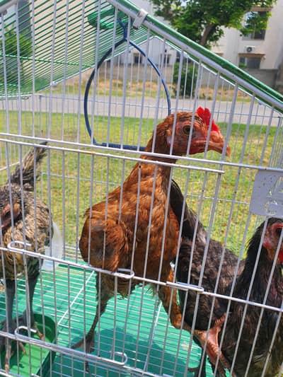 3 Desi Chickens for Sale – Healthy & Active – Lahore