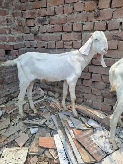 rajan puri 3 bachy full white