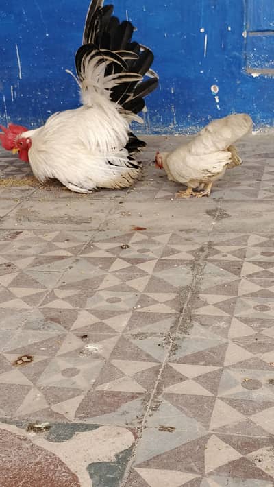 Japanese Pair