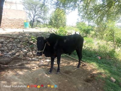 Bull for sale (EID)