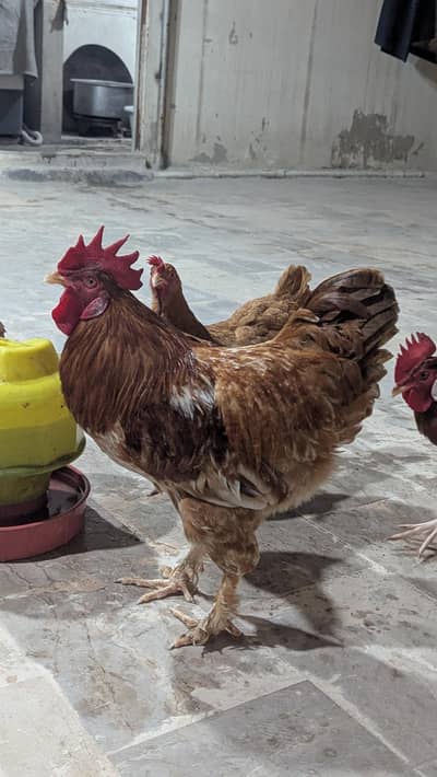 Misri pairs for sale With Zero size bantam Male