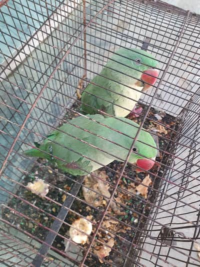 Raw Parrots