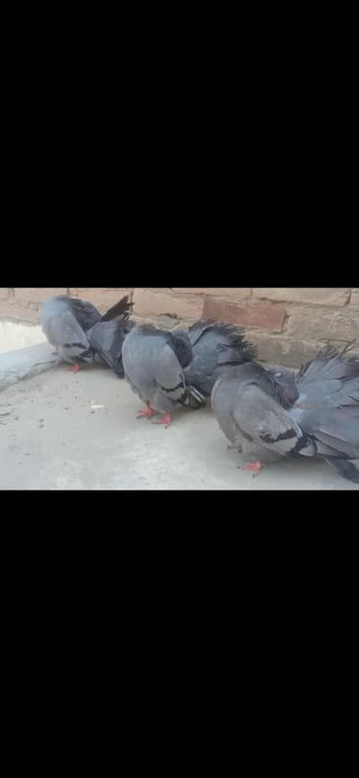 modran fantail baredar pair