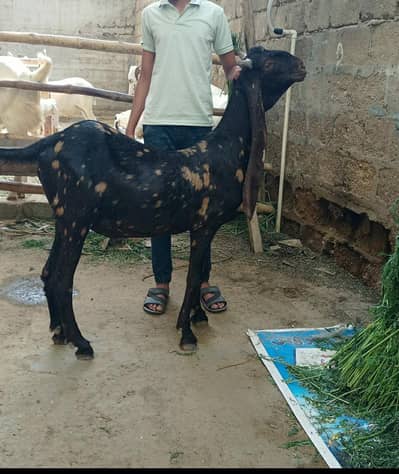 kamori bakra