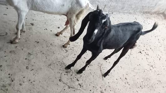 Mashallah 2 bakri white or black doodh dety ha Whatsapp no 03150739125