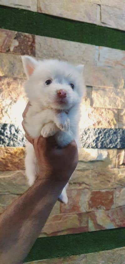 Russian Pomeranian zero size breed