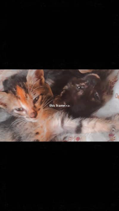 Adorable Kittens & Mama Cat – Free to a Kind Home