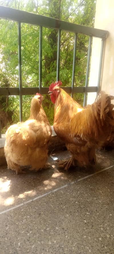 1 male and 2 female 18 months &1 male and 1 female 12 months.
