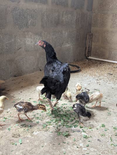 mushka hen with chicks