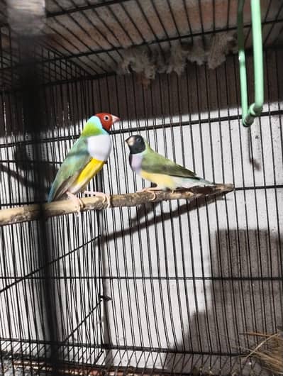 gouldian finches breeder pair and Bengalise crusted pair for sale