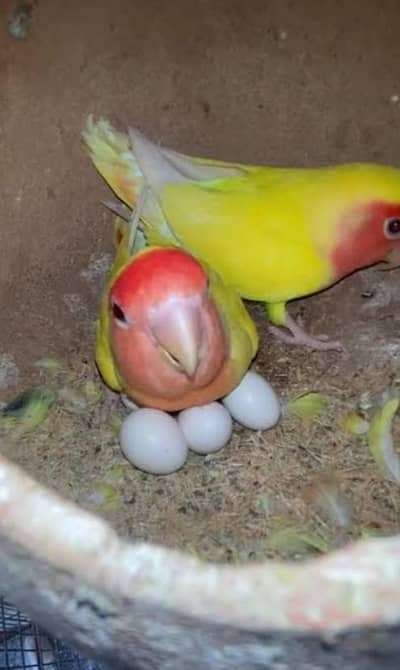 pair with eggs