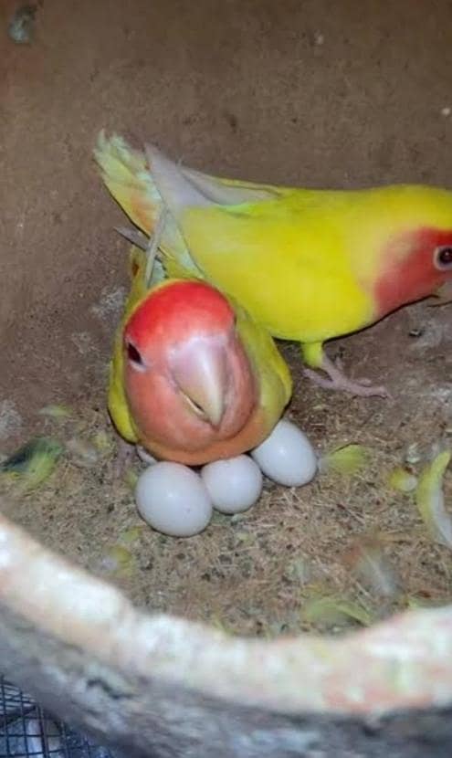 pair with eggs 0