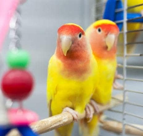 pair with eggs 1