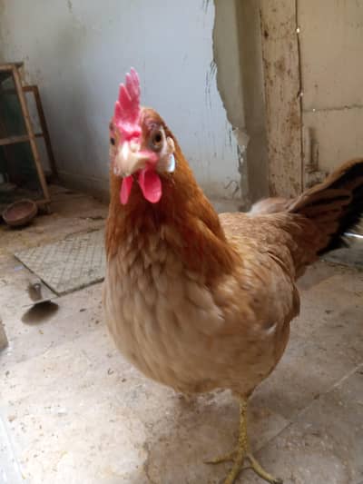 Desi Murghi for sell