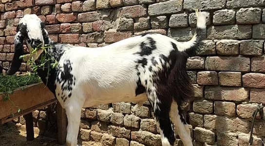 Ma Sha Allah, Khoobsorat Desi Bakra , 2 Dant, Khassi, Full mota Taza