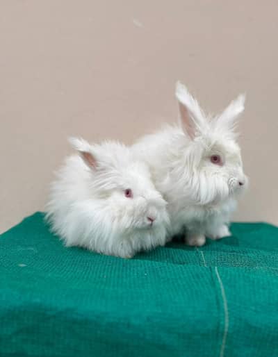 American rabbits breeder pair