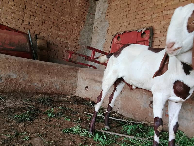 Bakra eid special 0