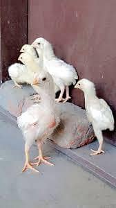 Aseel Heera chicks