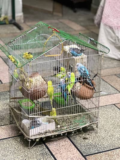 14 Healthy Australian Budgies Parrots with Breeding Cage