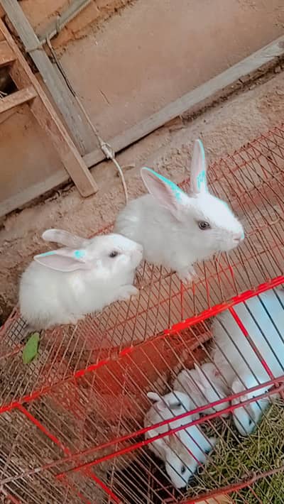 sheru
