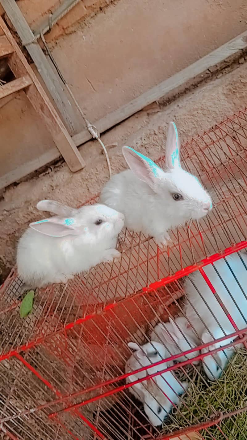 sheru 0