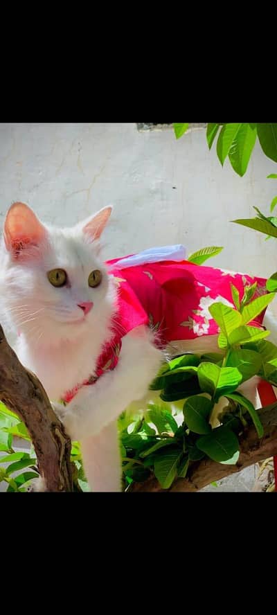 persion cat