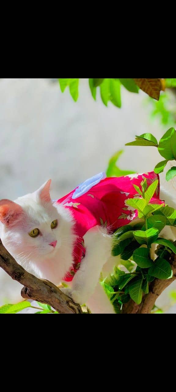 persion cat 1