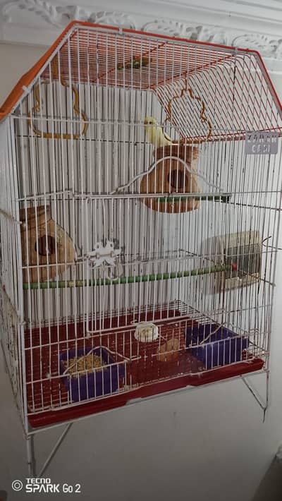 budgies pair with cage