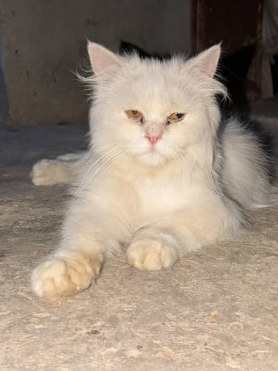 Full punch face pershian cat