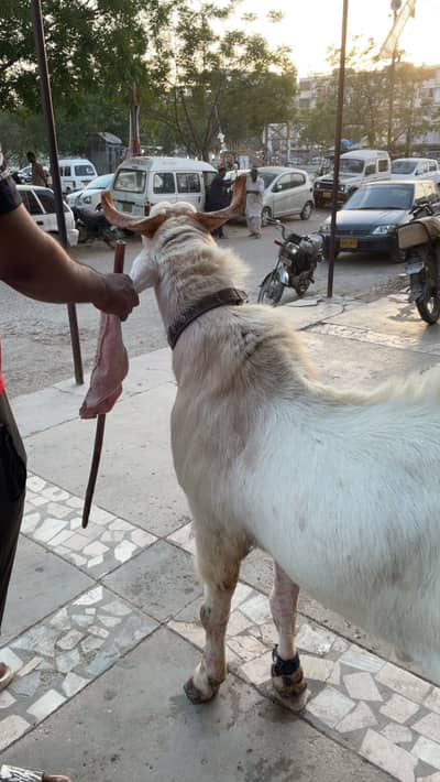 Breeder Gulabi Kamori Bakra available for sale