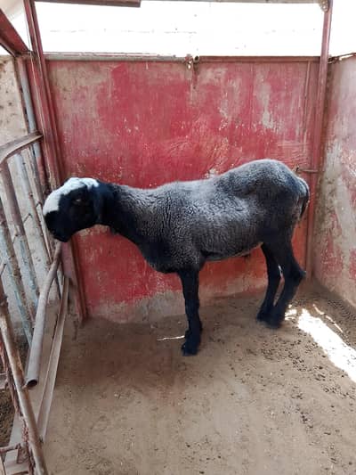 dumba “Healthy Blabck Dumba for Sale – Qurbani”