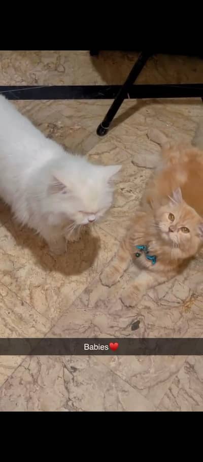 Persian Male and Female cat pair