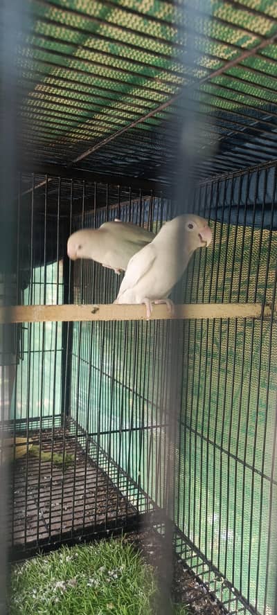 love bird white (albino) red eye