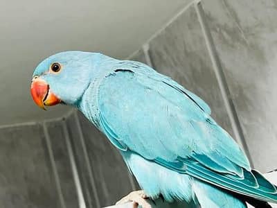 Blue Parrot Self Chick 03336610040
