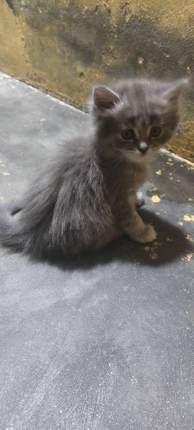 baby kitten for sale