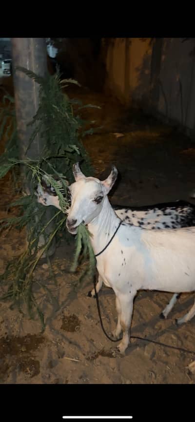 Beautiful Teddy pair Qurbani 2026 Asaan Qurbani