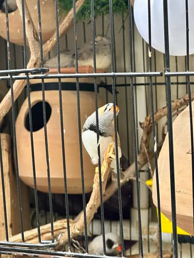zabra finch obb h