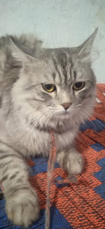 vaccinated completely
