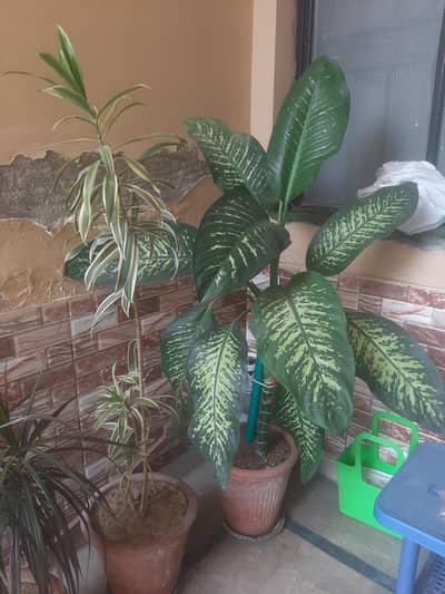 Live Indoor Plants