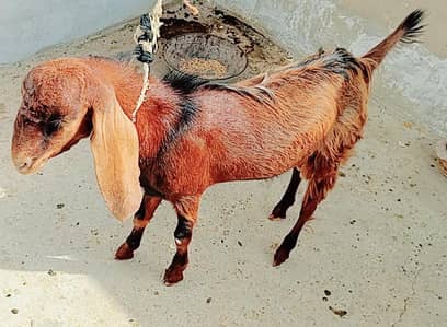 Bakra for sale
