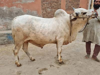 Bachra