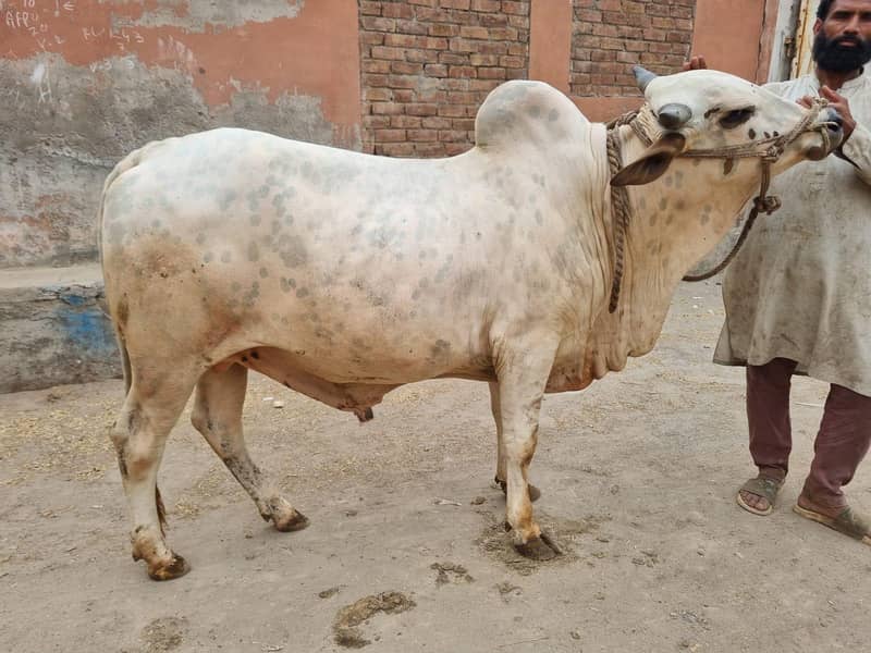 Bachra 0