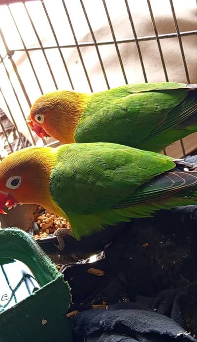 1 Pair Male + female confrm with cage sell  khairpur