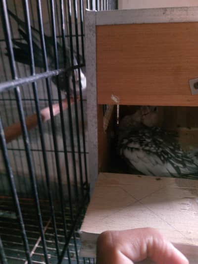 cocktail breeding pair