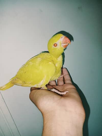 yellow ringneck