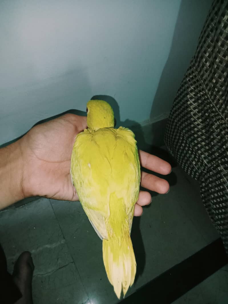 yellow ringneck 1